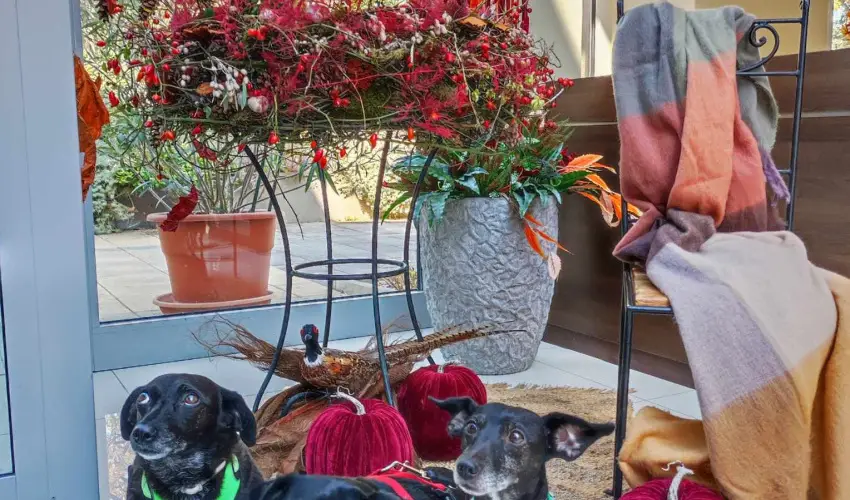 CE Plaza Hotel Siófok - Négycsillagos wellness élmények teljes ellátással (min. 2 éj)