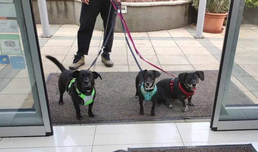 CE Plaza Hotel Siófok - Négycsillagos wellness élmények teljes ellátással (min. 2 éj)