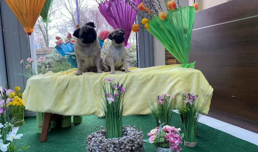 CE Plaza Hotel Siófok - Négycsillagos wellness élmények teljes ellátással (min. 2 éj)