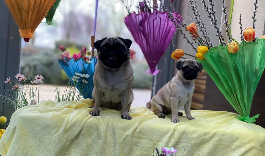 CE Plaza Hotel Siófok - Négycsillagos wellness élmények teljes ellátással (min. 2 éj)