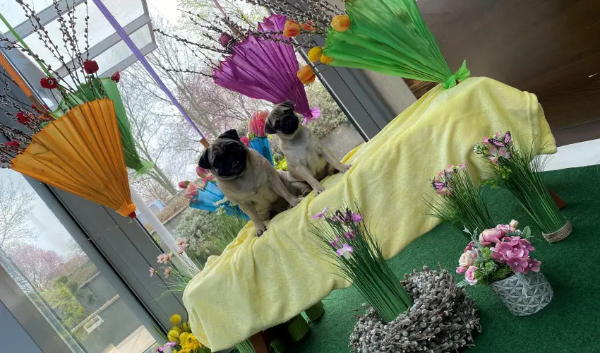 CE Plaza Hotel Siófok - Négycsillagos wellness élmények teljes ellátással (min. 2 éj)