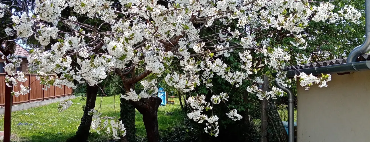 Etvs Nyaral Sifok - Augusztus 20.