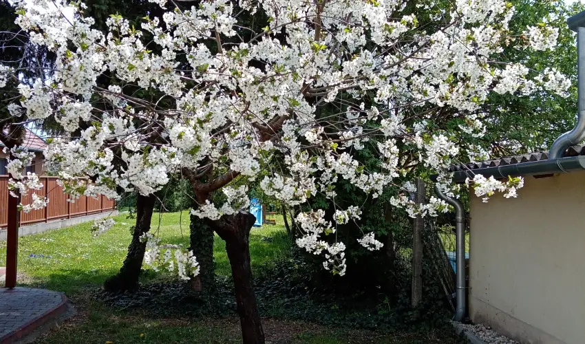 Etvs Nyaral Sifok - Pnksd (min. 4 j)