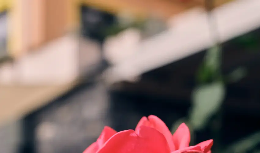 Neptun Badacsony Badacsony - Pnksd (min. 2 j)