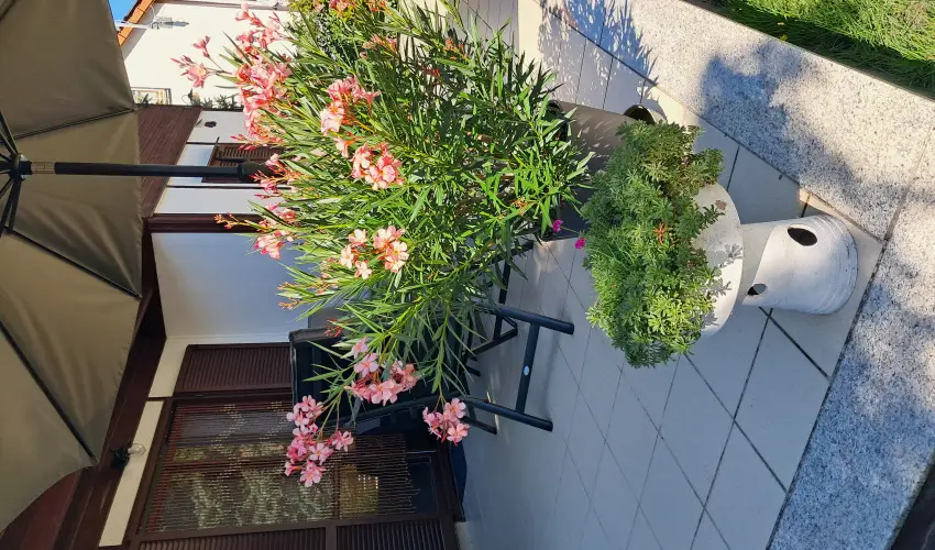 Sunshine Vendghz Balatonfenyves - Balatoni nyarals (min. 7 j)