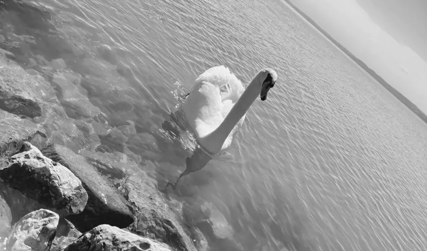 Vilgos Hotel Balatonvilgos - Balatoni kedvezmnyes rak flpanzis elltssal (1 jtl)